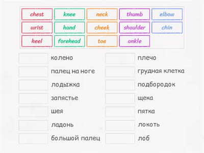 11.2. Parts of the body 2