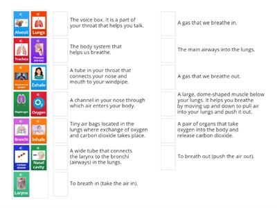 Respiratory system