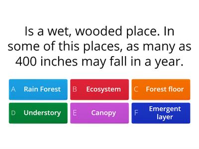 Rain Forest Ecosystem