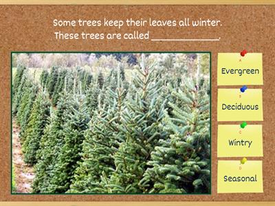 Deciduous or evergreen quiz