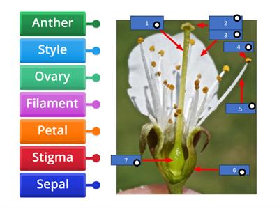 Diagram of a flower