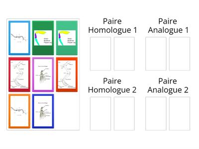 Homologue ou Analogue?