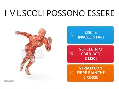 sistema muscolare 
