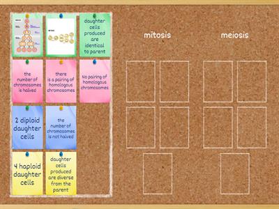 comparison of mitosis and meiosis