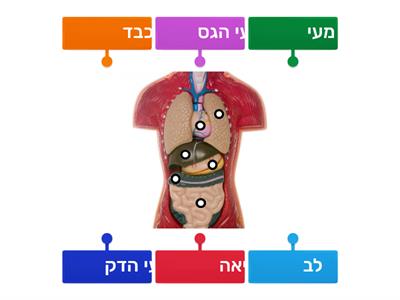 גוף האדם