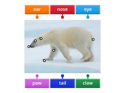 Brown bear brown bear - Teaching resources