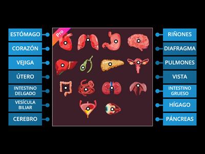 ÓRGANOS DEL CUERPO HUMANO