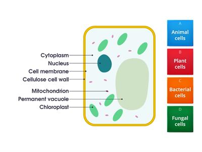 Cell Types - quiz