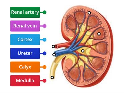 Labelling kidney - Teaching resources