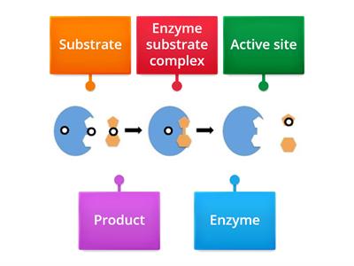 Enzyme label