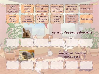 Feeding behaviours in rabbits