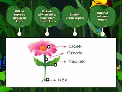 5. Sınıf Fen Bilimleri Çiçekli Bitkiler 
