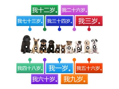 你多大? List the age of dogs from young to old. (left to right)