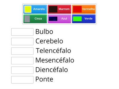 Anatomia do Cérebro