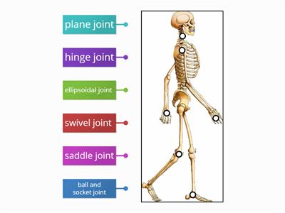 Yassein_Joints in skeleton system Biology