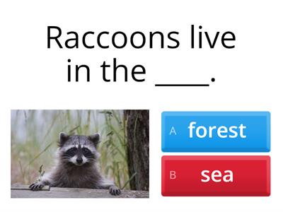 Lesson 3e Amazing Raccoons
