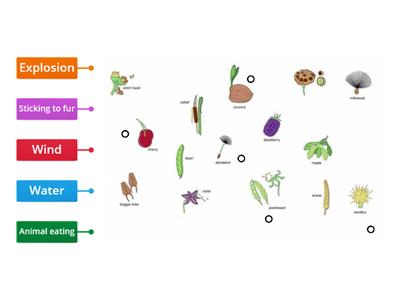 Seed dispersal