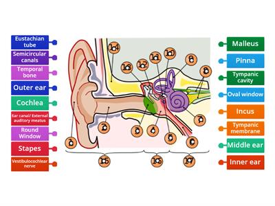 Ear Anatomy