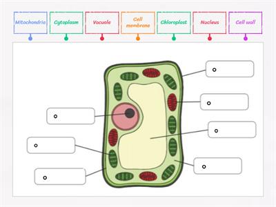 Label a plant cell