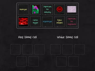 Blood Cells Sorting