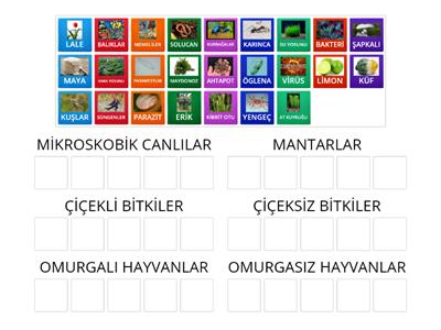 5. SINIF CANLILARIN SINIFLANDIRILMASI 