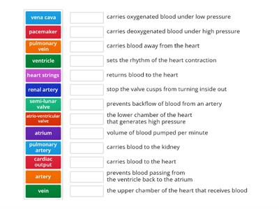 Heart and Circulation Match up