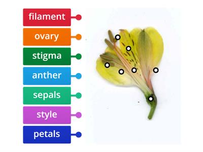 Parts of a flower