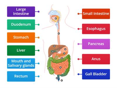 Digestive System