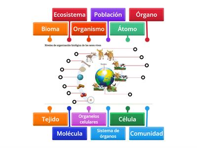 Niveles de organización de los seres vivos 