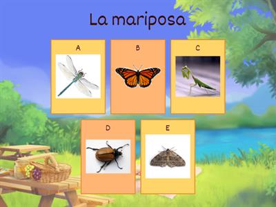 Los insectos en español