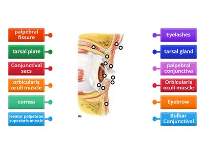 Eye labeling 1