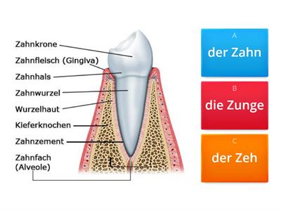 Unser Körper