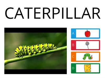 The very hungry caterpillar - QUIZ