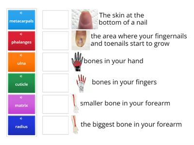 Nail and hand anatomy
