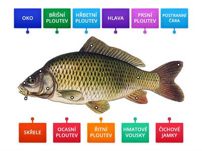 Ryby - popis těla