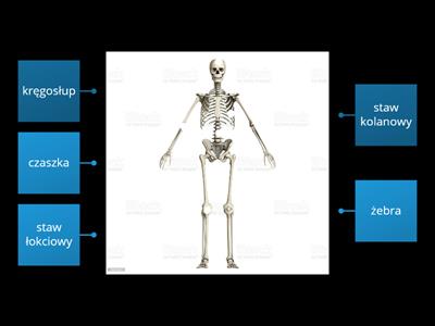 Ciało człowieka- szkielet