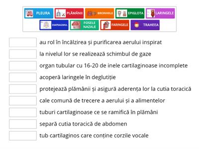  SISTEMUL RESPIRATOR LA OM