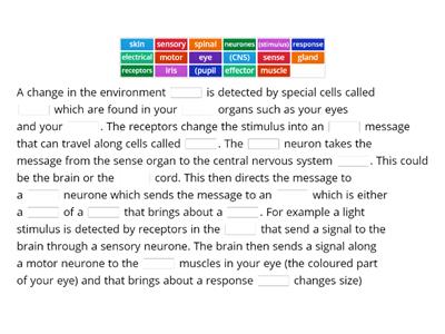 How the nervous system works