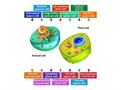 Label the Plant and animal cells