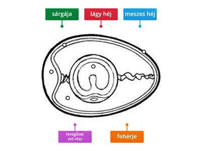 Tojás szerkezete 