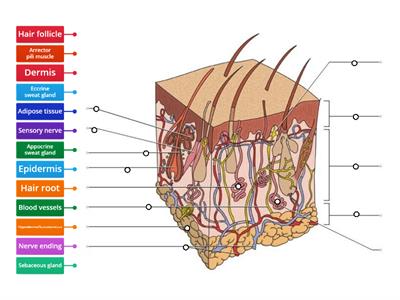 L3 skin diagram NEW