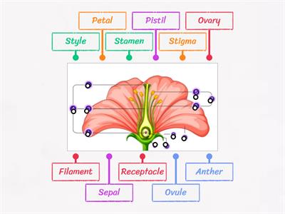 Parts of flower 