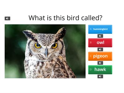 Birds quiz