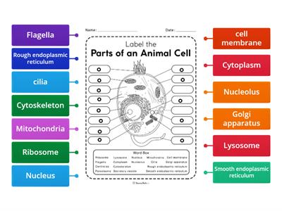 Labeled diagram - Animal cell 