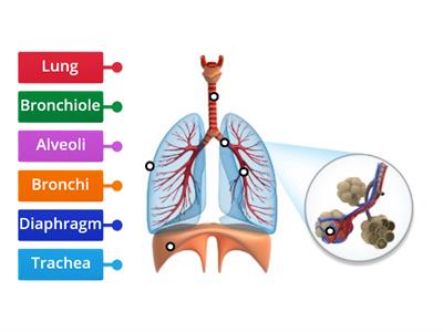 Respiratory System