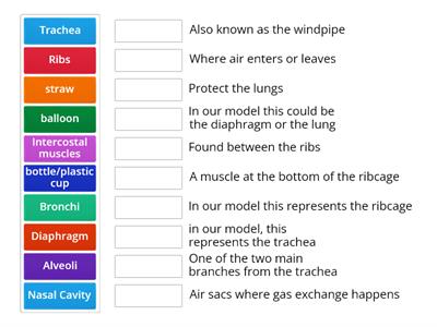 Parts Of The Respiratory System - Teaching Resources