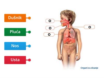 Sustav organa za disanje