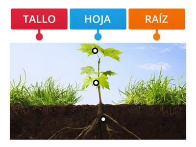 INDICA LAS PARTES DE LA PLANTA