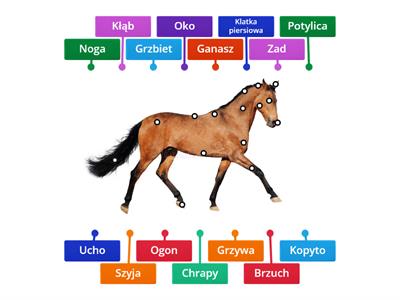 Anatomia konia.