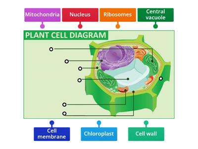 Yassein_Plant cell